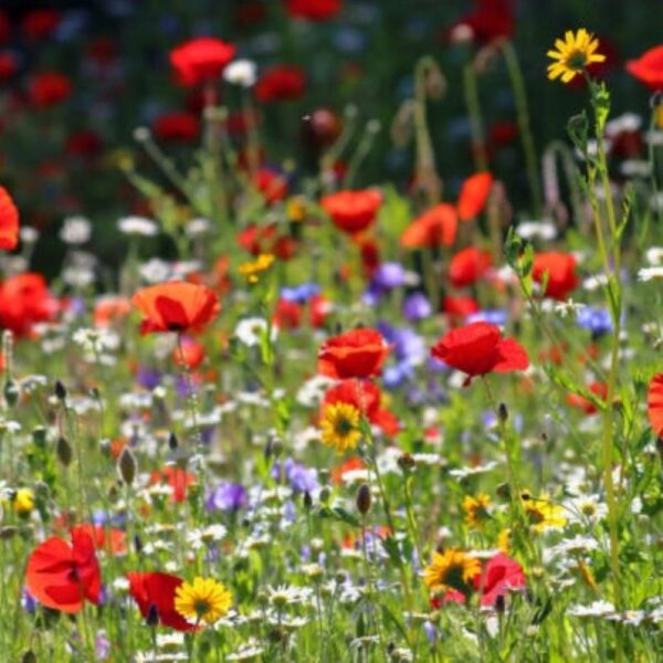 La Fabrique à Sachets Wildblumensamen 'Mamie Chérie' – Bild 3